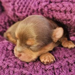 Yorkshire Terrier Puppies from Lady A's Yorkies