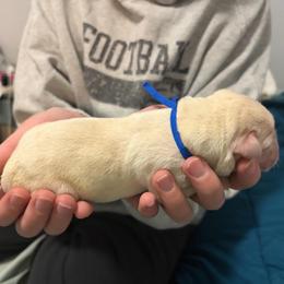 Blue Collar - Yellow male Labrador Retriever puppy in Archer Lodge, North Carolina from Archer Lodge Labradors