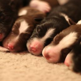 Border Collies from RockIt Border Collies