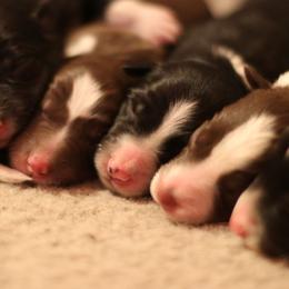 Border Collies from RockIt Border Collies