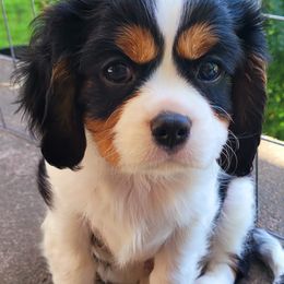 Cavalier King Charles Spaniel Puppies from Faithful Friends Cavaliers