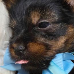 Big Pete - Black and gold male Yorkshire Terrier puppy in Austin, Texas from Mike's Yorkies