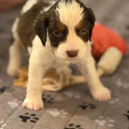 Black  boy - Liver and white male English Springer Spaniel puppy in Lufkin, Texas from Shifletknight Springer Spaniels