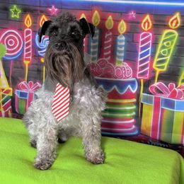 Boomer - Miniature Schnauzer