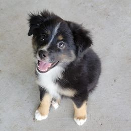 Miniature Australian Shepherds from Double Acre Aussies