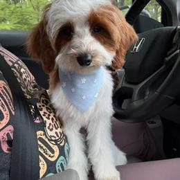 Cowboy - Cavapoo