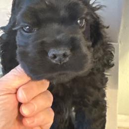 Uno - Black male Cocker Spaniel puppy in Ocala Fl, Florida from Encore Cockers