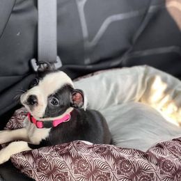 Boston Terrier Puppies from The Terriers Place