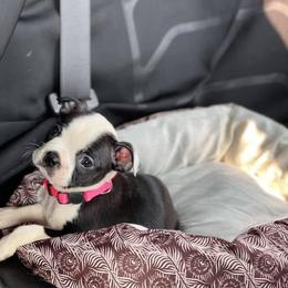 Boston Terrier Puppies from The Terriers Place