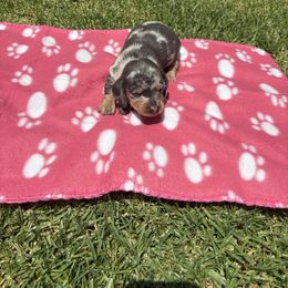 Dachshund Puppies from TLC Dachshund