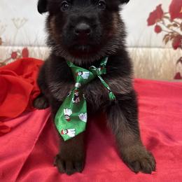 Wilhelm - Black and red male German Shepherd puppy in Yorkville, Illinois from Vom Archbold Haus World Class German Shepherds