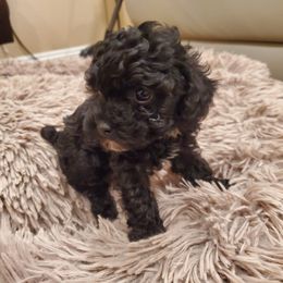 Poodle Puppies from Sweetie Pie Poodles
