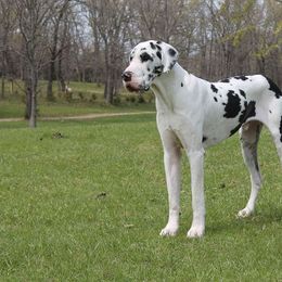 Strait - Great Dane