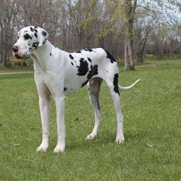 Strait - Great Dane