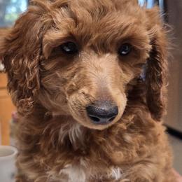 Poodles from Belvedere Poodles