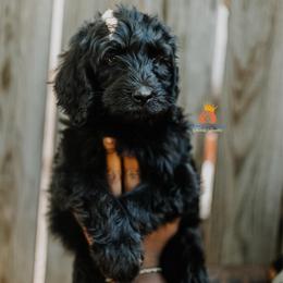 Girl 2 - Black female Bernedoodle puppy in Independence, Missouri from Crown Stephens Family Doodles