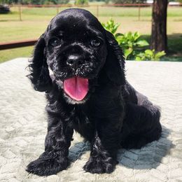 Yellow Girl - Black and white female Cocker Spaniel puppy in Beggs, Oklahoma from Southern Country Cockers
