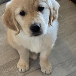 Golden Retriever Puppies from Millport Golden Retriever