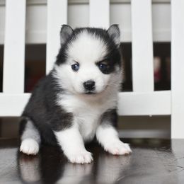 Jelly bean - Black and white female Pomsky puppy in Coos Bay, Oregon from Precious Pomskies