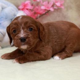 Black Girl - Red phantom female Assorted Doodle Crosses puppy in Colonial Beach, Virginia from Bristol Mine Kennels