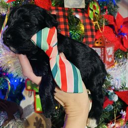 Black Boy - Black male Miniature Schnauzer puppy in Malvern, Arkansas from Deep South Miniature Schnauzers