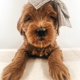 Poppy Seed - Red  female Goldendoodle puppy in Hollister, Missouri from Wild Acres Goldendoodles