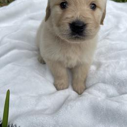 Golden Retriever Puppies from All shades Golden