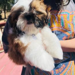 Fresno - Red and white male Shih Tzu puppy in Paso Robles, California from Encanto Shih Tzus by Darlene Madrigal