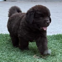Big Brown Boy - Brown male Newfoundland puppy in Squaw Valley, California from Bear Mountain