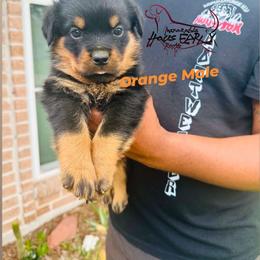 Orange Male - Black and mahogany male Rottweiler puppy in Humble, Texas from Inexorable Haus Early Rotts