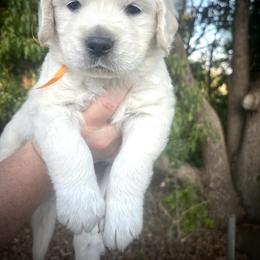 Orange - Light golden male Golden Retriever puppy in Clovis, California from Puppy Love, Hall's Goldens