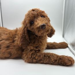 6. MARIGOLD - YELLOW COLLAR GIRL - Red  female Goldendoodle puppy in Charlo, Montana from Heavenly Hilltop Farm