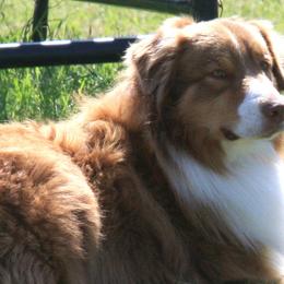 Australian Shepherds from Madalay Aussies