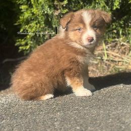 Dove- rtf4 - Red tri-color female Australian Shepherd puppy in Chehalis, Washington from Wandering Acres Ranch