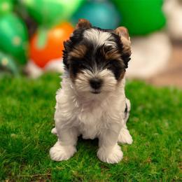 Skyla - Black tan and white female Biewer Terrier puppy in Philipsburg, Pennsylvania from Happy Valley Biewer Terriers