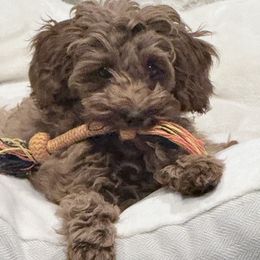 Green Boy MICRO Mini - Red  male Goldendoodle puppy in Spring Branch, Texas from Texas Hill Country Doodles