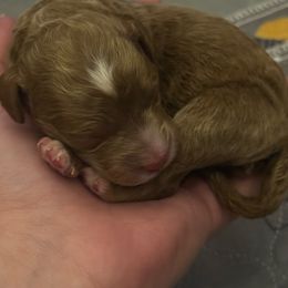 Happy - Apricot male Goldendoodle puppy in Pensacola, Florida from Goldendoodles Love You in Pensacola Friend Edition