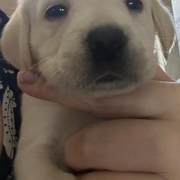 Labrador Retriever Puppies from Luvable AZ Labs