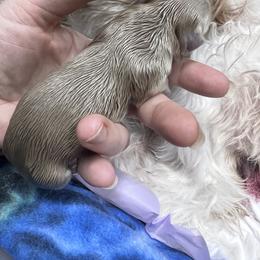 Shih Tzu Puppies from P&B Tzu Tribe