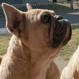 Ruger - French Bulldog