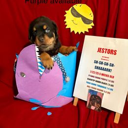 Purple - Black and mahogany male Rottweiler puppy in Williamsfield, Illinois from Jestors Rottweilers