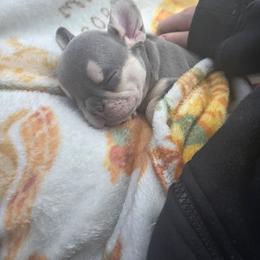 Nala - Tricolors female French Bulldog puppy in Asheville, North Carolina from MTO KENNELS
