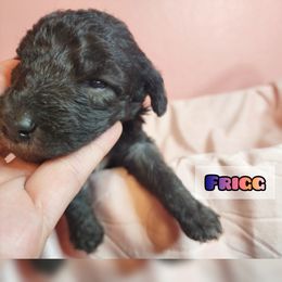 Bedlington Terrier Puppies from Dreamy Muse Bedlingtons