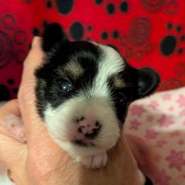 Little Panda girl - Parti female Yorkshire Terrier puppy in Gatesville, Texas from KontryKritterz Yorkies