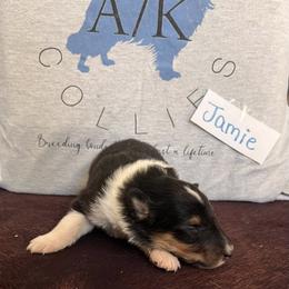 Collie Puppies from A/K Rough Collies