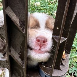 Miniature American Shepherd and Miniature Australian Shepherd Puppies from Whiskeytown Aussies