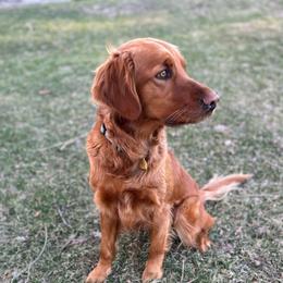 Zari - Golden Retriever