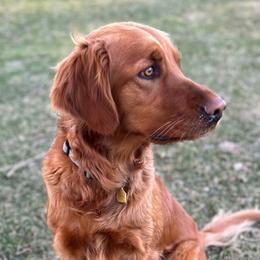 Zari - Golden Retriever