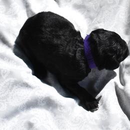 Purple Collar Male - Black and white male Aussiedoodle puppy in Parma, Idaho from Arena Valley Acres