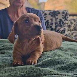 Dachshund puppies from Santa Rita Doxies